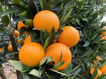 Frisk appelsinhandel fremmer tettere økonomiske og handelsforbindelser mellom...