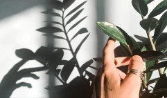 Hvilke 10 stater rapporterer om vinterhveteplanting?