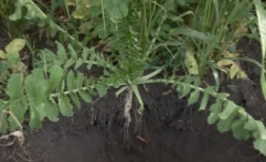 Jordbearbeidingsreddik: hva den gjør og når den skal plantes