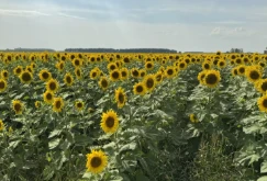 Solsikker bringer jordhelse og nye markeder til Minnesota Farm