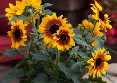 Syngenta Flowers markedsfører Sunfinity-solsikker som utvidet-blomstrende hag...