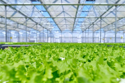 Nederlandsk drivhuspilot tester levedyktigheten til fullstendig biologisk ska...